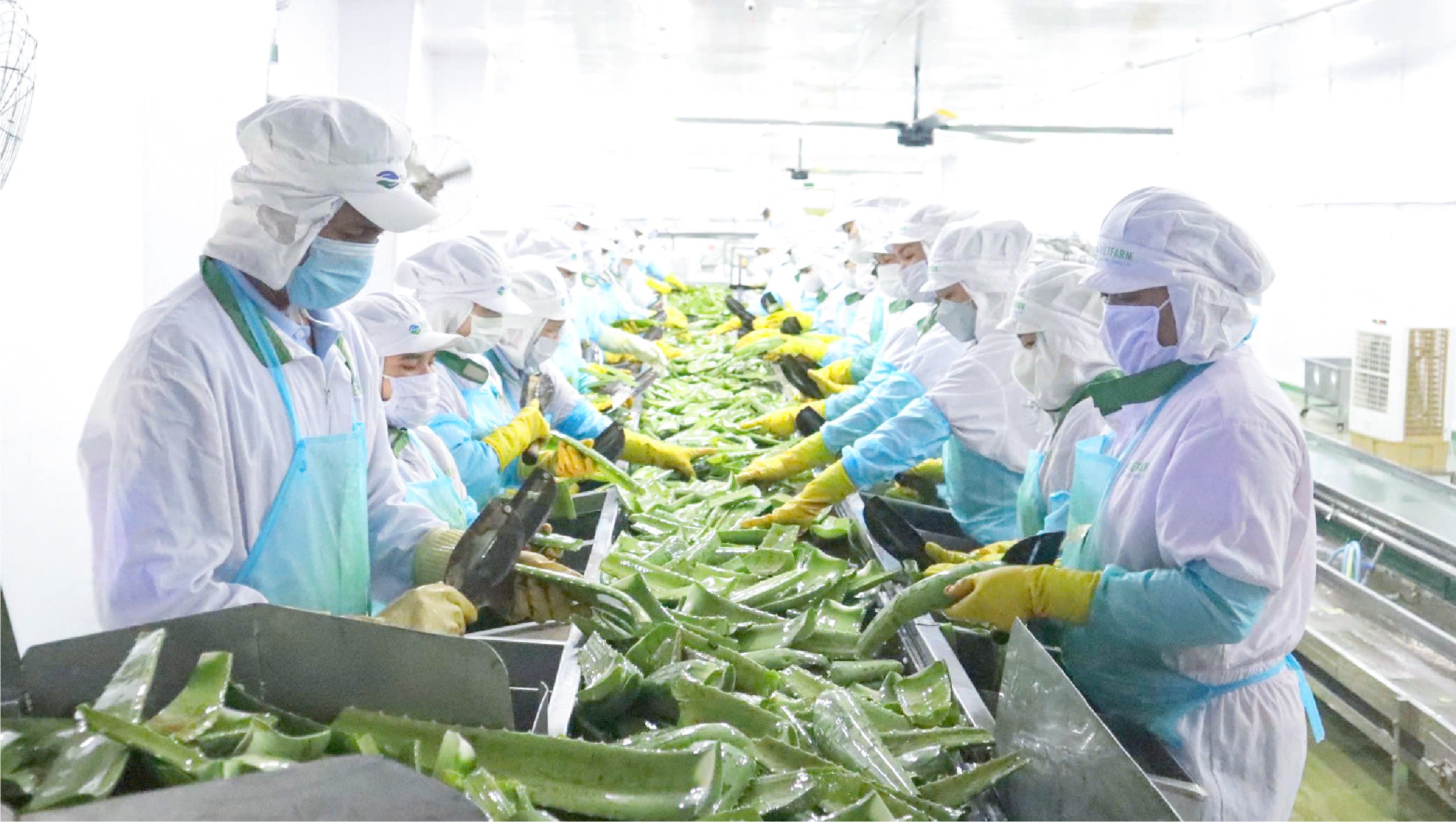 VIETFARM