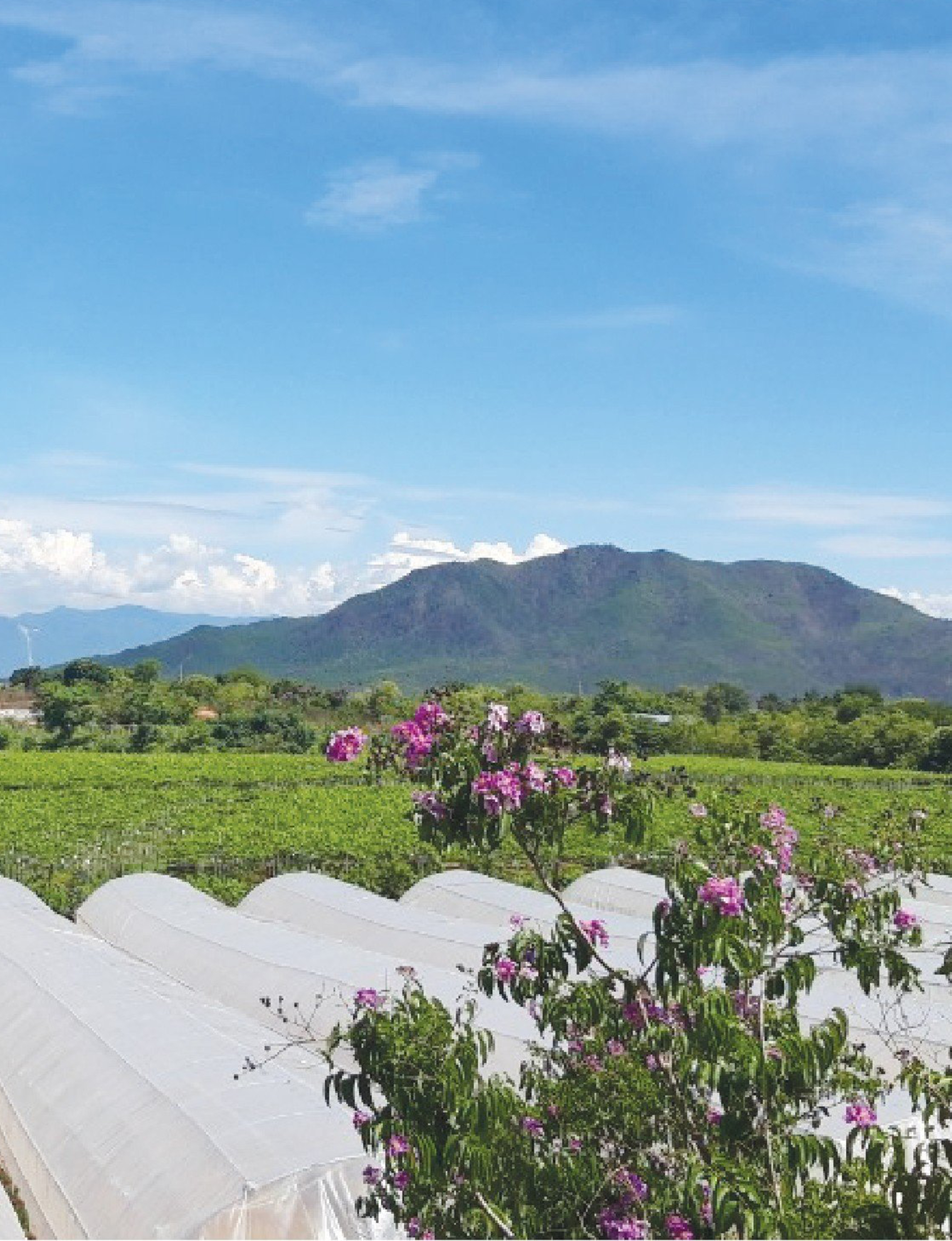 Thành lập Công ty <br> Cổ phần <br> Nắng & Gió <br> (Sun & Wind)