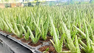 VƯỜN ƯƠM GIỐNG