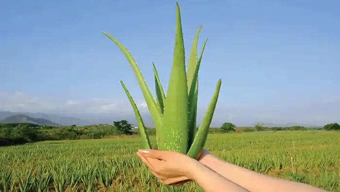 芦荟原料区