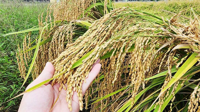 Cốm Là Gì? Tìm Hiểu Về Nguồn Gốc Và Cách Làm Cốm Truyền Thống