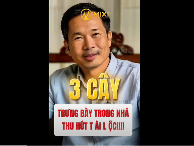 TOP 3 CÂY PHONG THỦY TRƯNG BÀY TRONG NHÀ GIÚP THU HÚT TÀI LỘC - MAY MẮN!!!