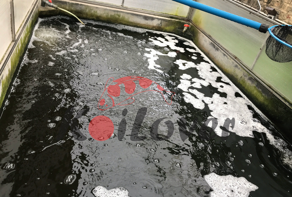 Nguyên nhân và cách xử lý hồ cá Koi bị bọt nhanh chóng, hiệu quả