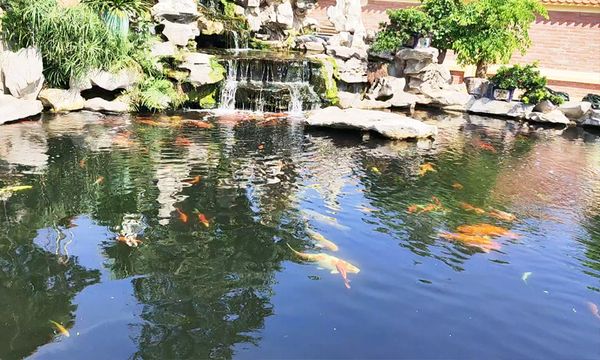 Hướng dẫn chăm sóc cá Koi mùa hè + Gợi ý thức ăn cá Koi mùa hè nên dùng