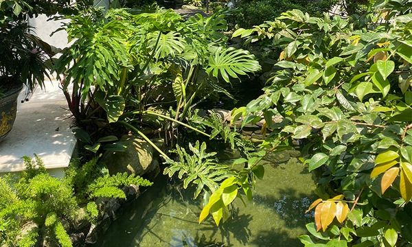 Hồ cá không có bóng mát gây hại thế nào?