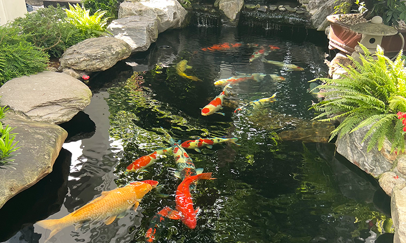 5 Bước Chuẩn Bị Hồ Cá Koi Trước Mùa Lạnh – Bí Quyết Cá Luôn Khỏe Đẹp