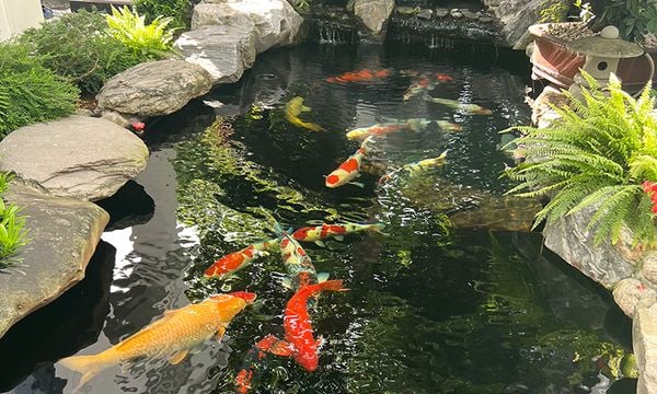 5 Bước Chuẩn Bị Hồ Cá Koi Trước Mùa Lạnh – Bí Quyết Cá Luôn Khỏe Đẹp