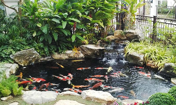 Kinh nghiệm chọn máy bơm hồ cá koi chuẩn cho từng dung tích hồ nước