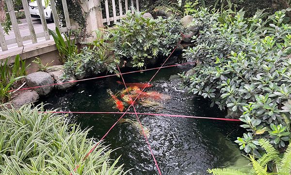 Top 5 Sai Lầm Khi Chăm Sóc Cá Koi Mùa Nóng – Bạn Có Mắc Phải?