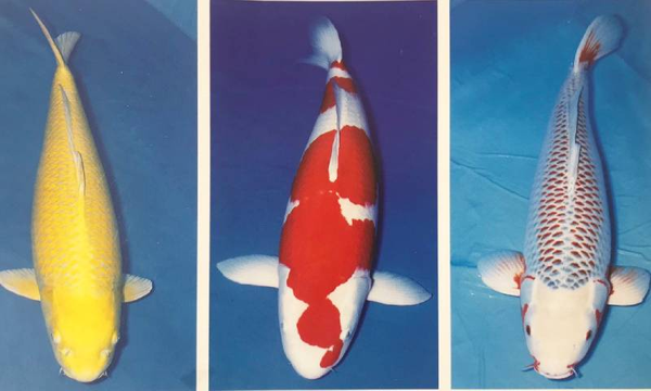 Sự đa dạng và độc đáo của cá Koi Nhật