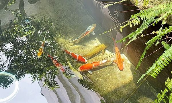 Nên Cho Cá Koi Nhật Ăn Vào Lúc Nào Trong Ngày Hè