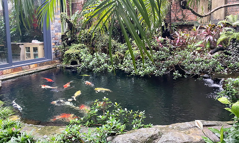 Chăm sóc hồ cá Koi sau mưa bão: Những việc cần làm ngay để bảo vệ cá