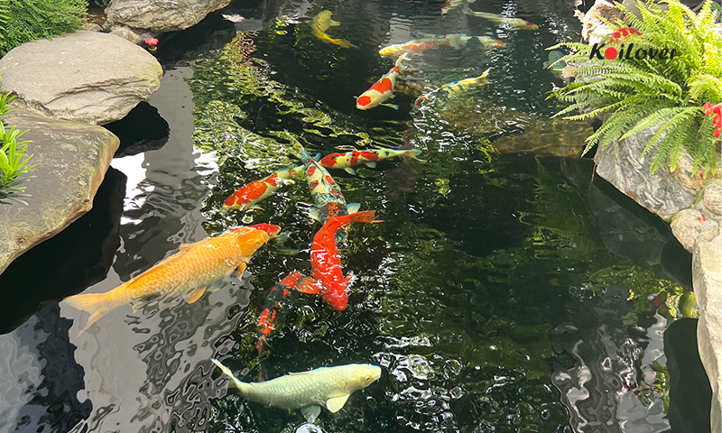 Làm sao để cá Koi ăn tốt trong mùa nóng?
