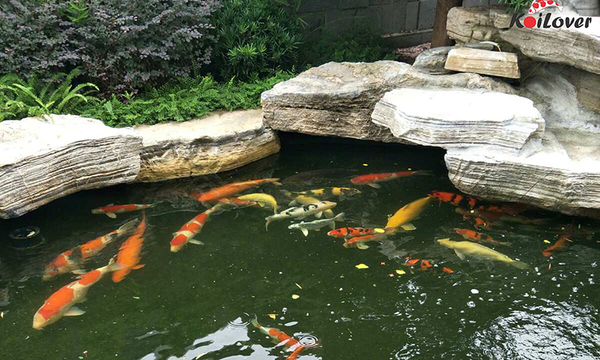 Cảnh báo: Cá bị tuột nhớt, nhiễm khuẩn, yếu dần rồi chết do trời lạnh