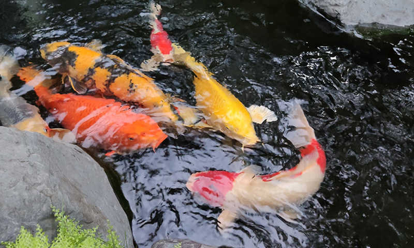 Tất cả kỹ thuật chăm sóc cá Koi Nhật