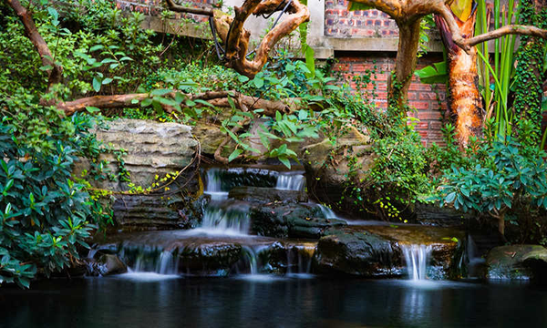 Những lưu ý khi chăm sóc cá Koi vào mùa đông