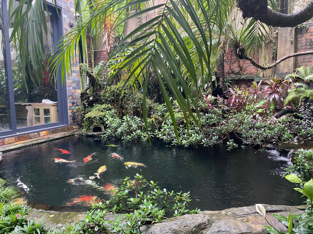 Chăm sóc hồ cá Koi sau mưa bão: Những việc cần làm ngay để bảo vệ cá