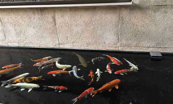 Bệnh kí sinh do rận và trùng mỏ neo gây ra ở cá Koi