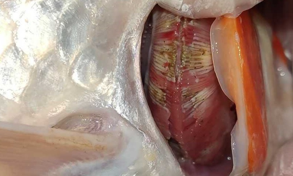 Bệnh nấm mang ở cá chép Koi