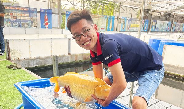 Tư vấn, hỗ trợ chăm sóc cá và quản lý hồ cá koi