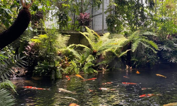 Cá koi có hợp với các loại cây trong cùng một hồ không?