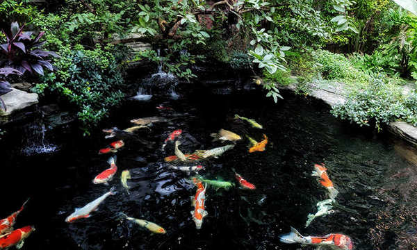 Chu trình Nito, Ammonia, Nitrit và Nitrat trong hồ Koi