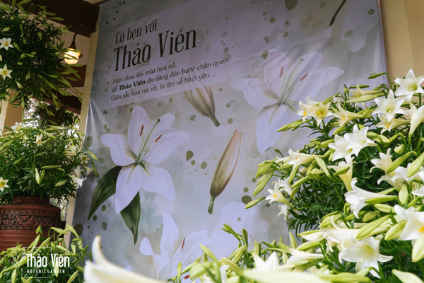 Check in vườn hoa loa kèn khoe sắc tháng 4