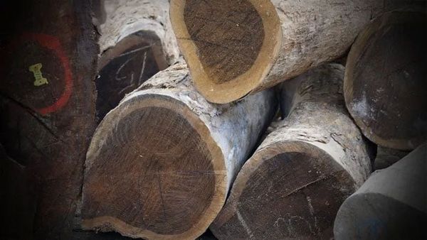 Gỗ Agarwood