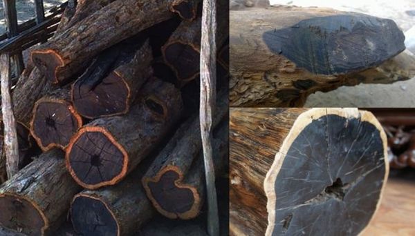 Gỗ Ebony (Gỗ Mun)