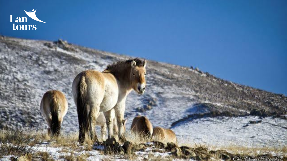 MÔNG CỔ - Về Miền Tuyết Trắng Thành Cát Tư Hãn