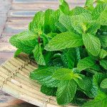 CÙNG TÌM HIỂU VỀ CÔNG DỤNG CỦA CÂY BẠC HÀ ĐEM LẠI CHO CƠ THỂ