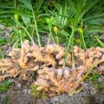 GỪNG ĐEM LẠI LỢI ÍCH NHƯ THẾ NÀO CHO SỨC KHỎE CON NGƯỜI ?