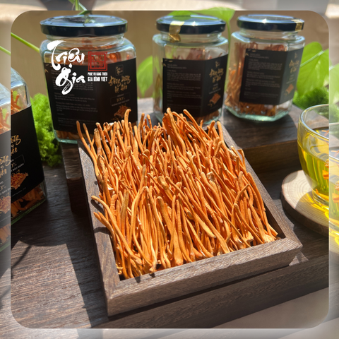 Mách bạn 3 điểm phân biệt đông trùng hạ thảo thật giả cực đơn giản