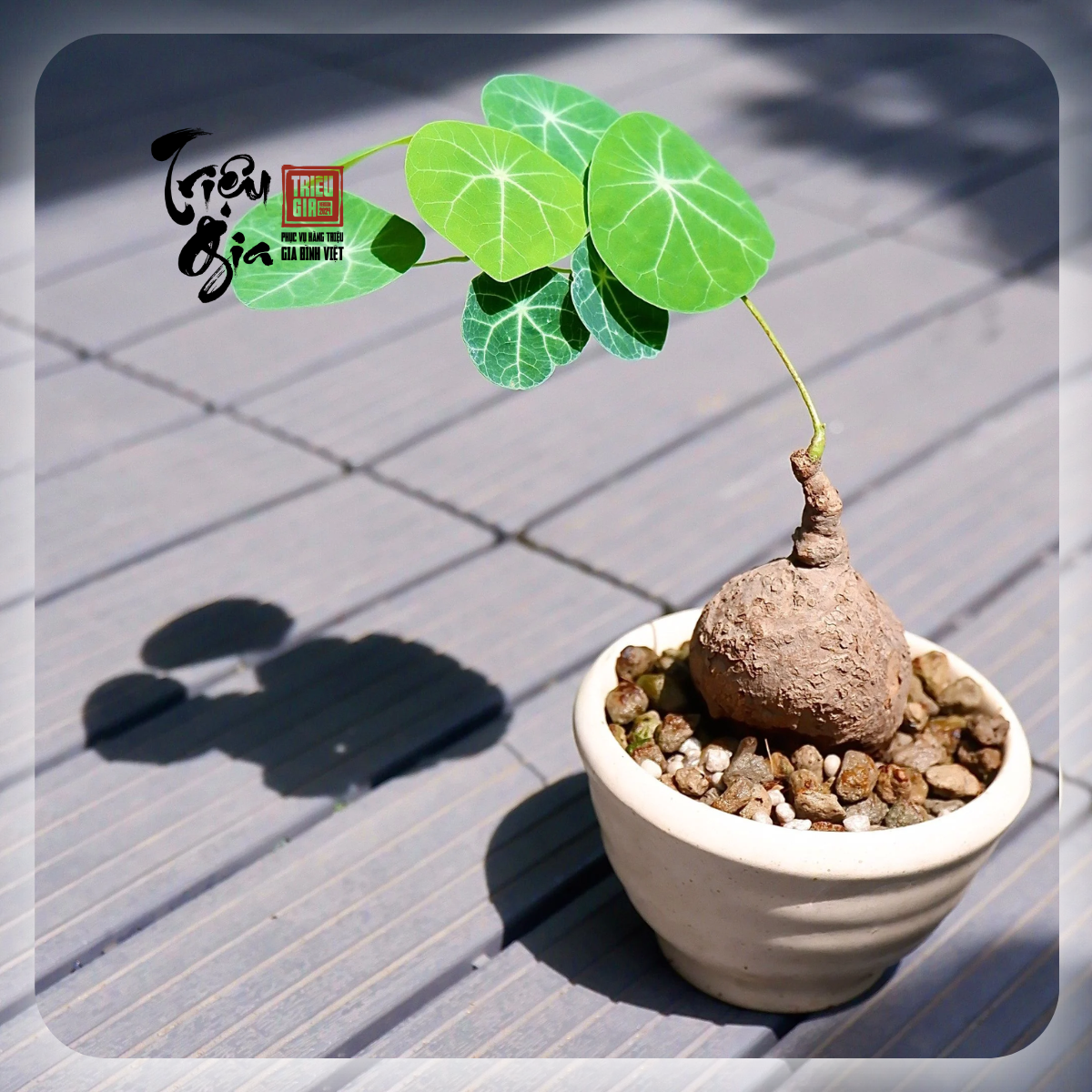 Củ bình vôi - Công dụng và cách chế biến