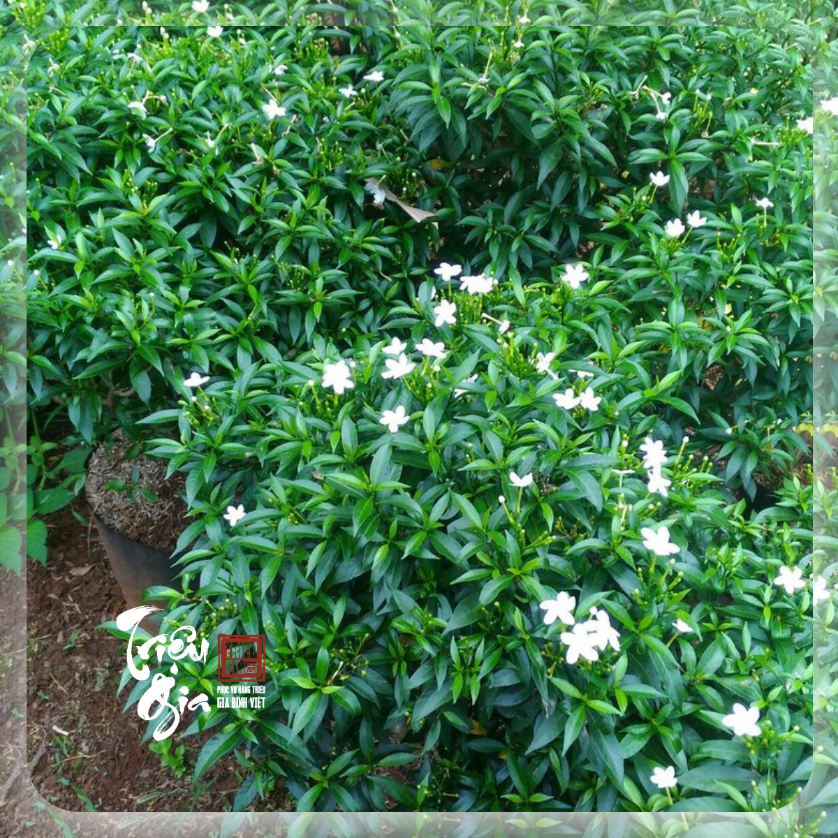 Công dụng của cây bạch hoa xà - Mách bạn cách dùng loại thảo dược này