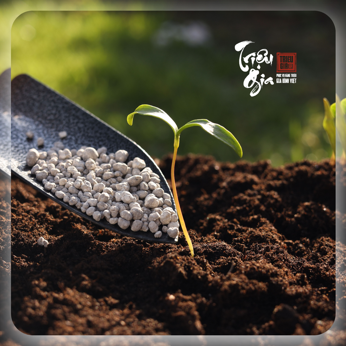 Lợi ích khi dùng bã trà bón cây - Hướng dẫn ủ phân bã trà cực đơn giản