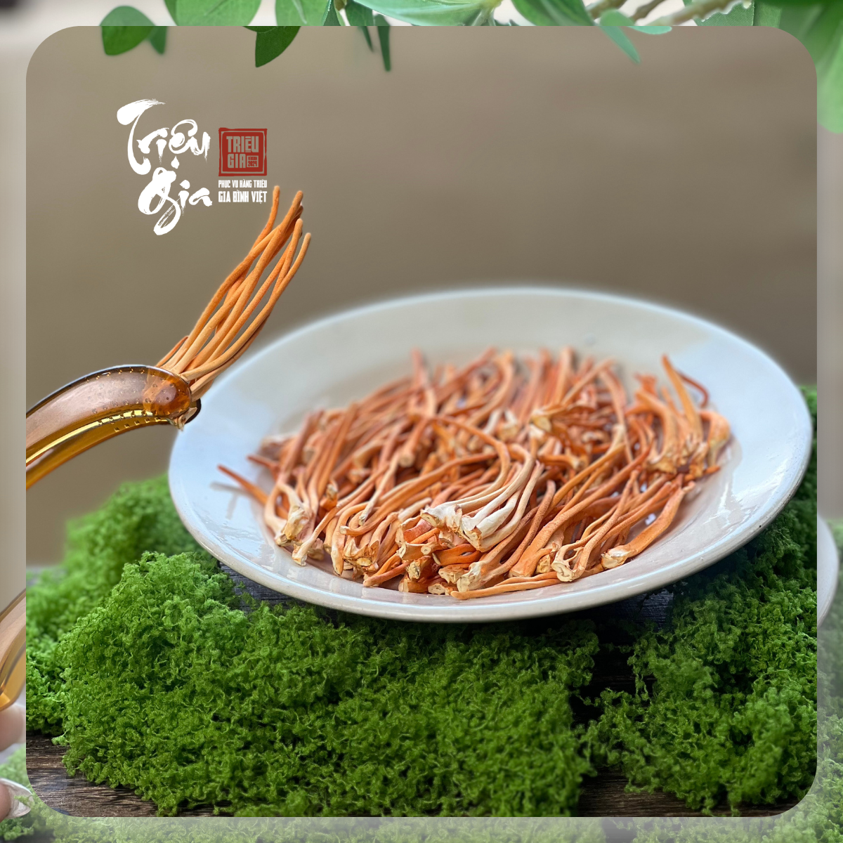 So sánh công dụng của đông trùng hạ thảo tự nhiên và nuôi cấy