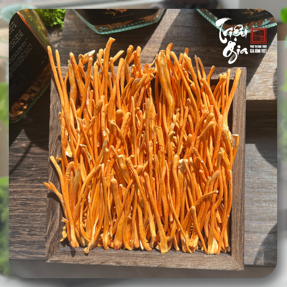 Uống đông trùng hạ thảo mỗi ngày có tốt không?