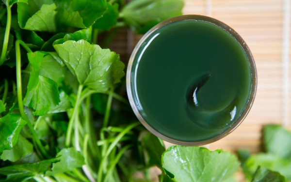 Rau má từ xưa đã được ca tụng là bài thuốc giải nóng gan hiệu quả bậc nhất