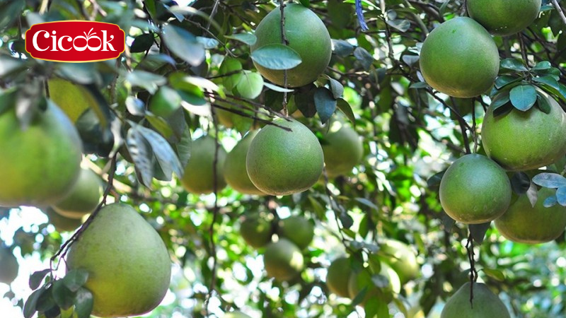 Vào tháng 1/ 2025 lễ hội bưởi tại Đồng Nai đầu tiên được diễn ra