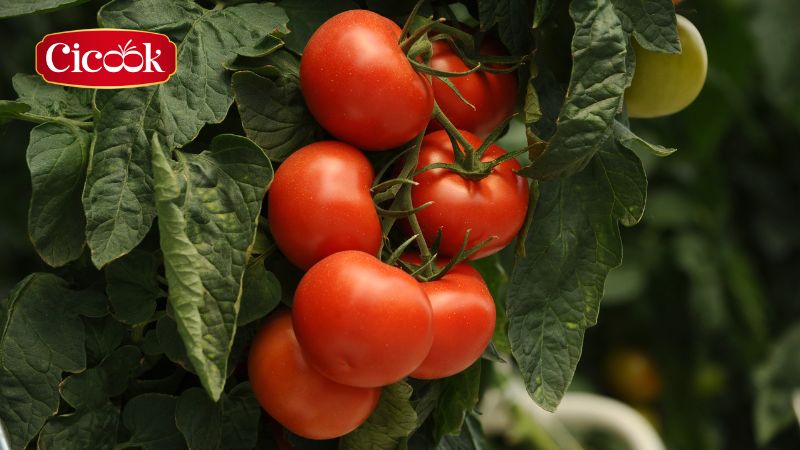 Hành trình của Cicook: Từ tinh hoa ẩm thực Việt đến bữa ăn ngon lành cho mọi nhà