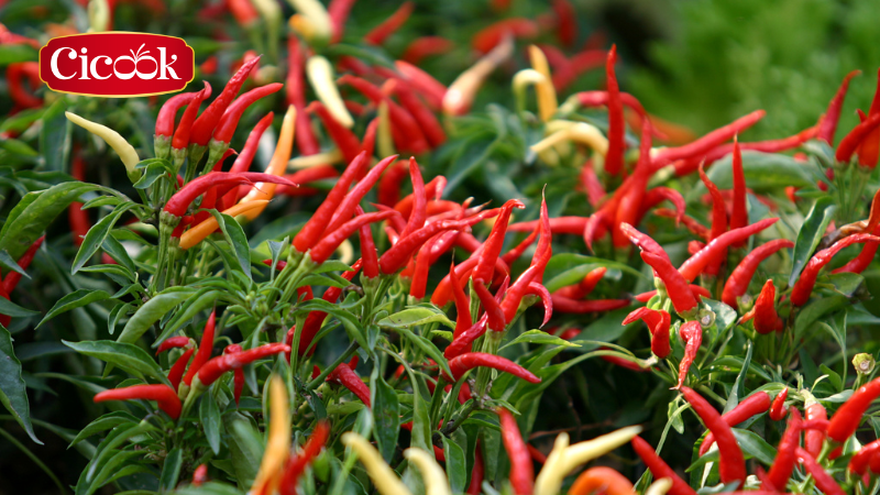 Câu chuyện thương hiệu Cicook đến từ tình yêu nguyên liệu Việt