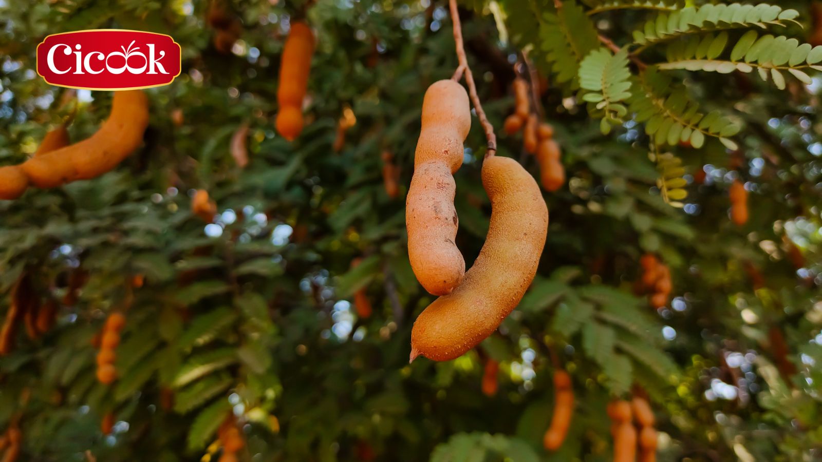 4 công dụng của me đối với sức khoẻ con người