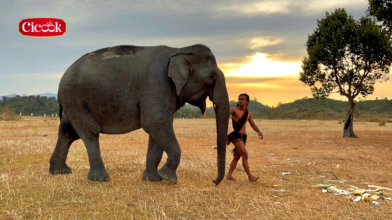 Đặc trưng văn hoá Tây Nguyên trái tim của đại ngàn