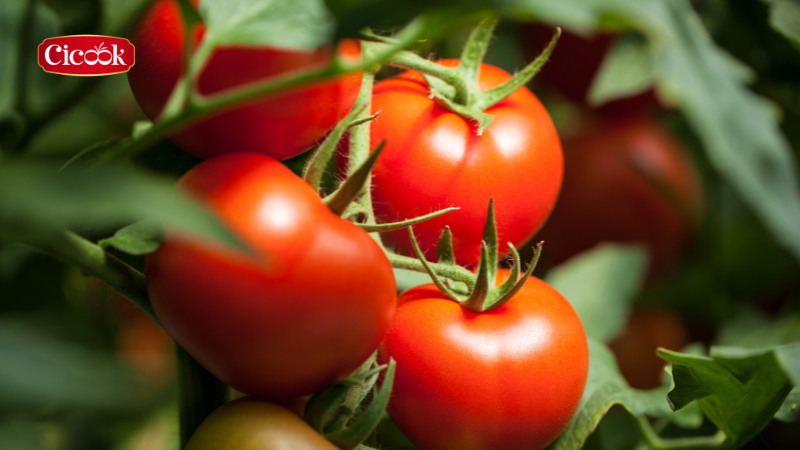 Cicook nâng niu nông sản Việt đúng tầm quà tặng thiên nhiên