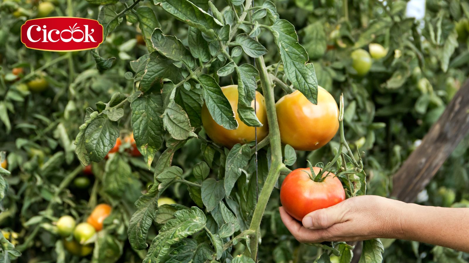 Thiền nhân ẩm thực và sự kết nối với thiên nhiên