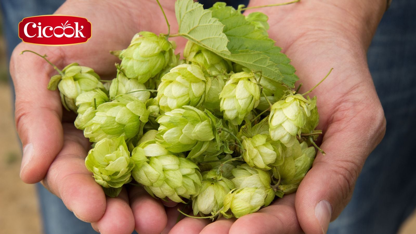 Thiền nhân ẩm thực và sự cân bằng hương vị: góc nhìn từ văn hóa Việt