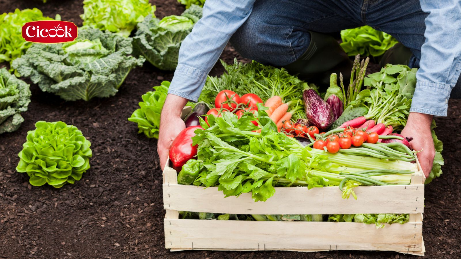 Thực phẩm hữu cơ: xu hướng tiêu dùng lành mạnh của cuộc sống hiện đại