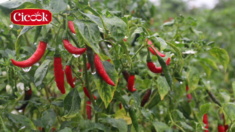 Trồng ớt công nghệ cao - Hành trình đưa hương vị cay nồng đến mọi gian bếp