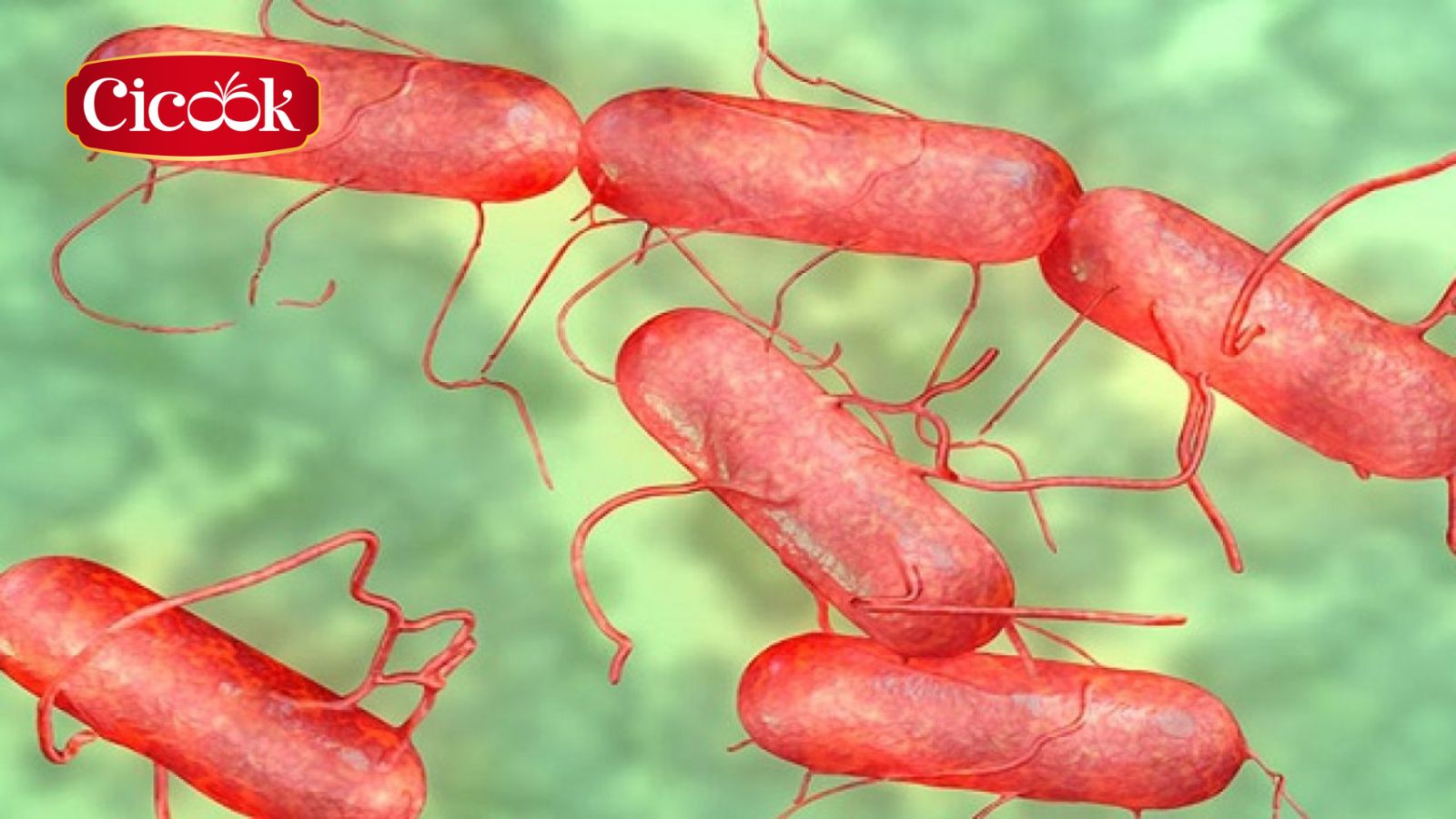 Vi khuẩn Salmonella nguyên nhân của các ca ngộ độc thực phẩm và cách phòng ngừa